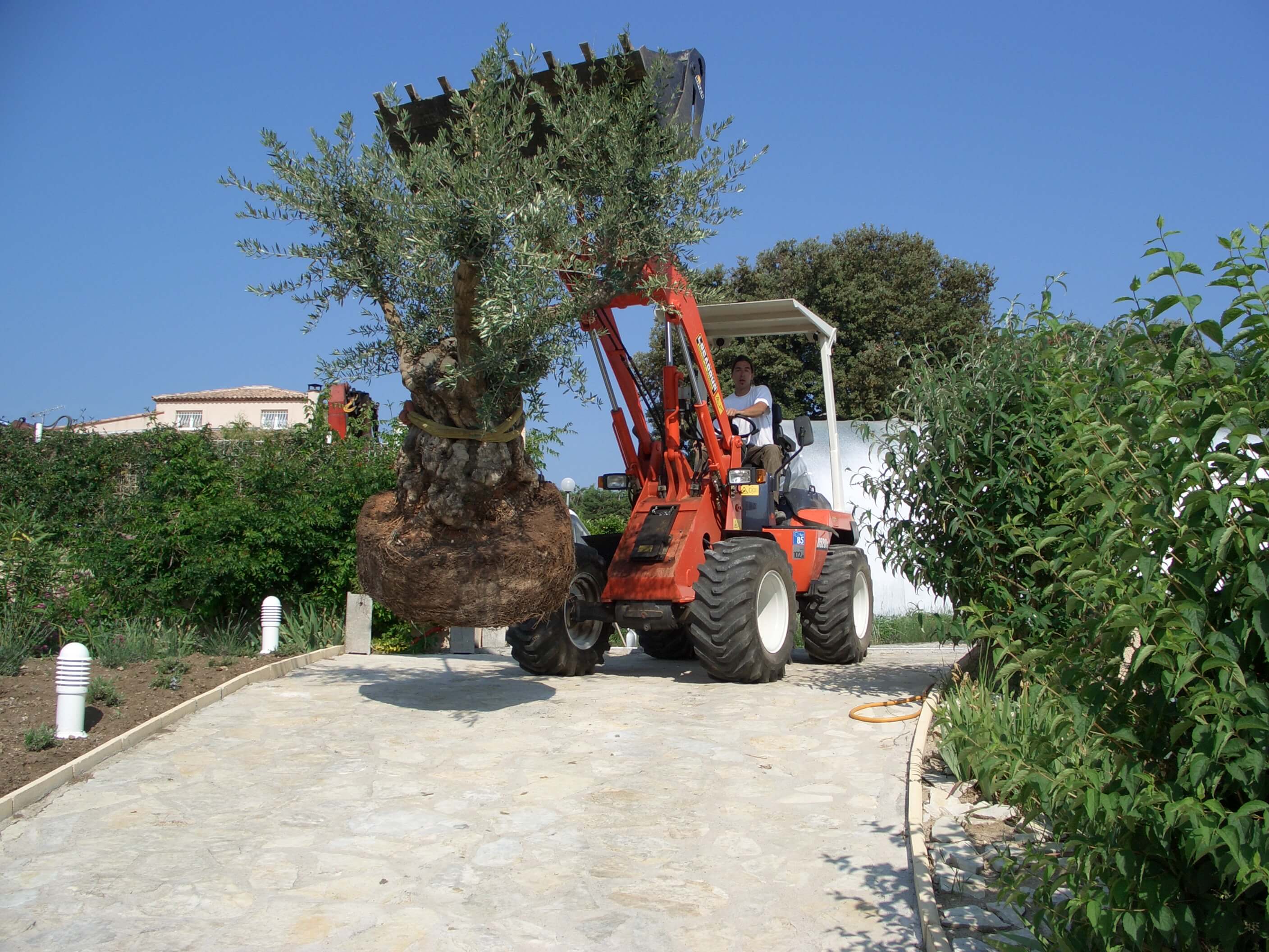 planter un olivier centenaire