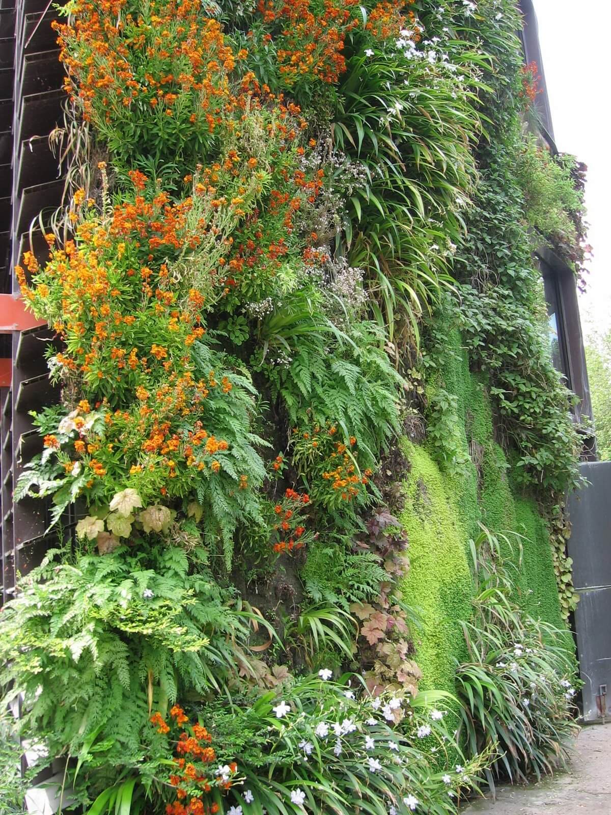 Créer un mur végétal