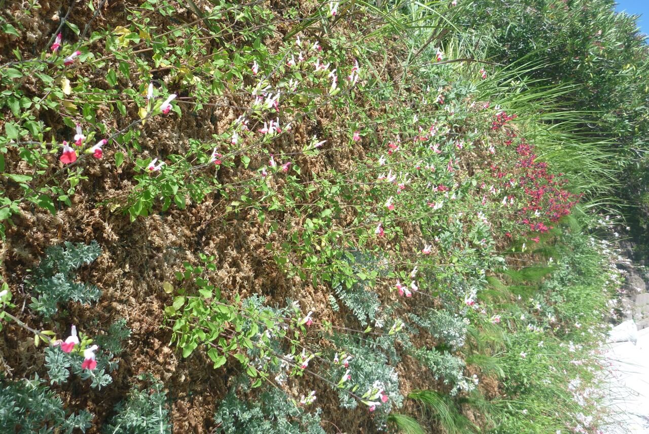 mur végétal extérieur sur mesure