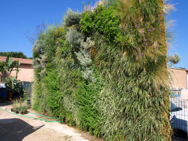 mur végétal extérieur 34