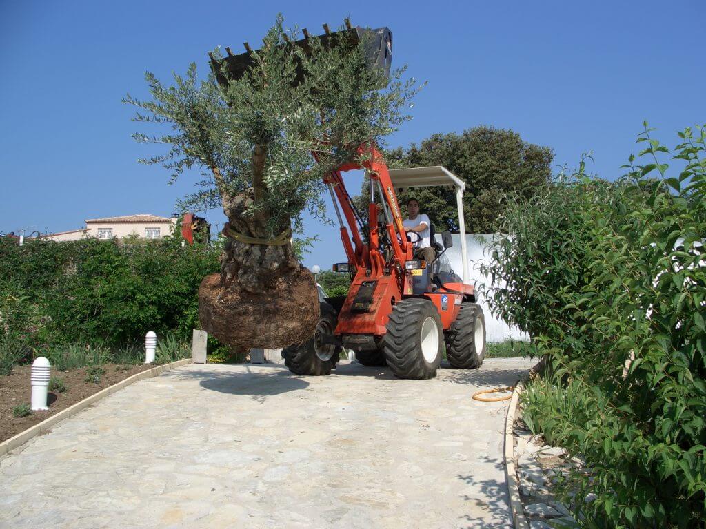 plantation olivier centenaire