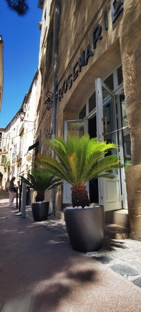 décoration végétale restaurant Montpellier